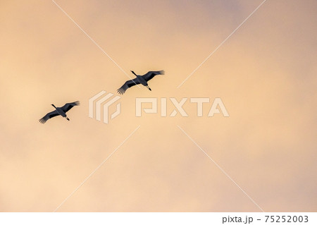 夕陽をバックにねぐらへ帰る　鶴居村 75252003