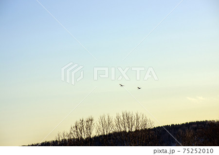 夕陽をバックにねぐらへ帰る　鶴居村 75252010