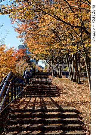 港北ニュータウン・都筑中央公園の紅葉 75252048