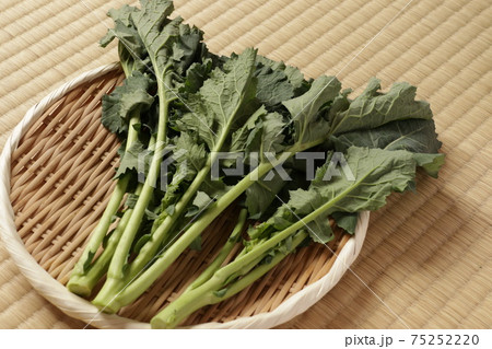 ざるにのったのらぼう菜 ざるにのったのらぼう菜 75252220