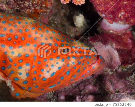 ユカタハタの顔 (リチェリューロック、スリン海洋国立公園、タイ王国) 75252246