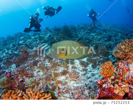 珊瑚礁を泳ぐナポレオンフィッシュとスクーバダイバー (ランギロア環礁、ツアモツ諸島、仏領ポリネシア) 珊瑚礁を泳ぐナポレオンフィッシュとスクーバダイバー (ランギロア環礁、ツアモツ諸島、仏領ポリネシア) 75252253