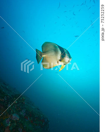 単独で泳ぐツバメウオ (タチャイ島、シミラン海洋国立公園、タイ王国) 単独で泳ぐツバメウオ (タチャイ島、シミラン海洋国立公園、タイ王国) 75252259