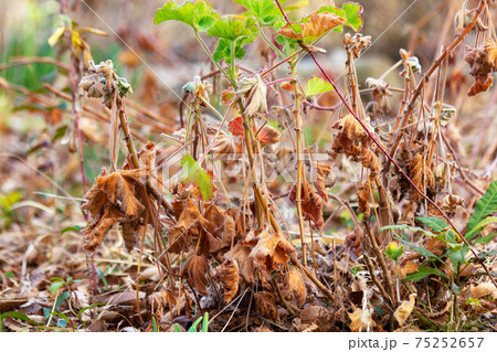 冬のゼニアオイ。 75252657