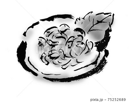 桜海老の和風手描きイラスト素材 桜海老の和風手描きイラスト素材 75252689