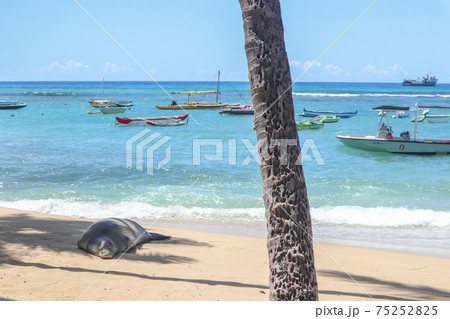 ビーチに寝そべるアザラシ 75252825