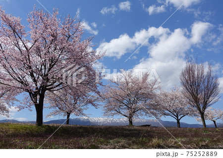 満開の桜 最上川 満開の桜 最上川 75252889
