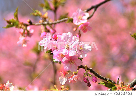 ピンク色の可愛い河津桜の写真素材 [75253452] - PIXTA