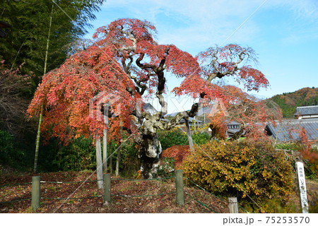 中釜戸のシダレモミジを見に行きました #38 中釜戸のシダレモミジを見に行きました #38 75253570