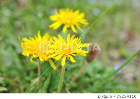 タンポポの花 タンポポの花 75254110