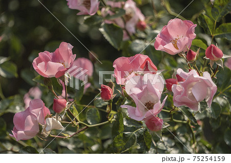 一重咲きのピンクのバラ/デンティベス(Dainty Bess)1 一重咲きのピンクのバラ/デンティベス(Dainty Bess)1 75254159