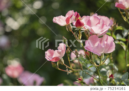 一重咲きのピンクのバラをアップ／デンティベス（Dainty Bess）3 75254161