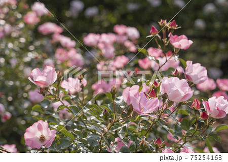 一重咲きのピンクのバラ／デンティベス（Dainty Bess）5 75254163