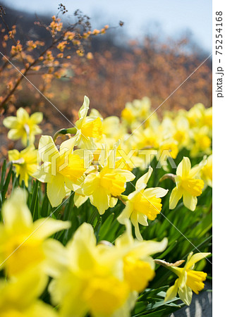 花 花 75254168