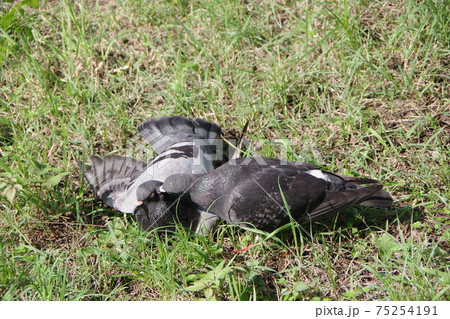 芝生で羽繕いをするハト 75254191