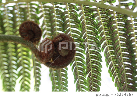 巨大なシダ植物 巨大なシダ植物 75254567