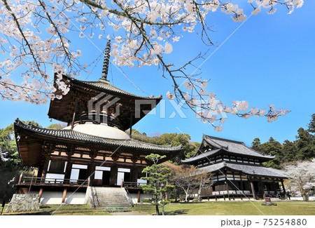 桜満開の根来寺大塔と大伝法堂　和歌山県岩出市 75254880