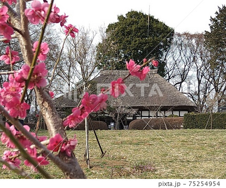 古河公方公園の古民家と紅梅 75254954