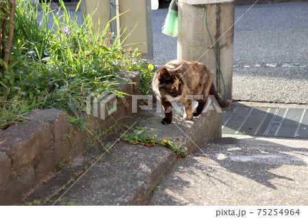 春の小さい花達とサビ猫ちゃん 春の小さい花達とサビ猫ちゃん 75254964