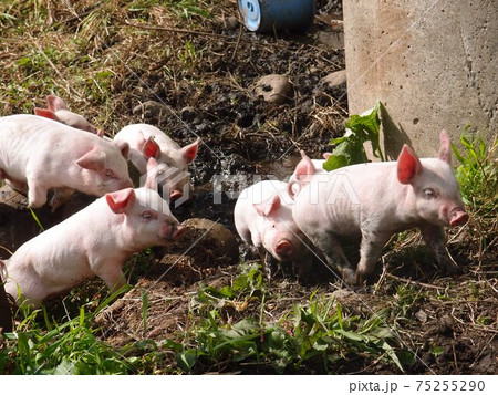 子豚たち 子豚たち 75255290