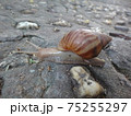 岩をはうカタツムリ 75255297