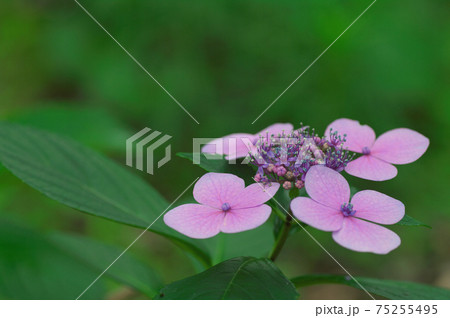紫陽花 75255495