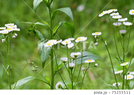 白と黄色の花を咲かせたハルジオンと推定される植物を撮影した写真の写真素材