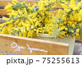 ミモザ 75255613