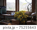 窓辺のミモザ 75255643