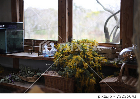 窓辺のミモザ 75255643