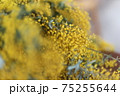 ミモザ 75255644