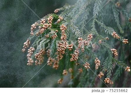 スギ花粉の写真素材