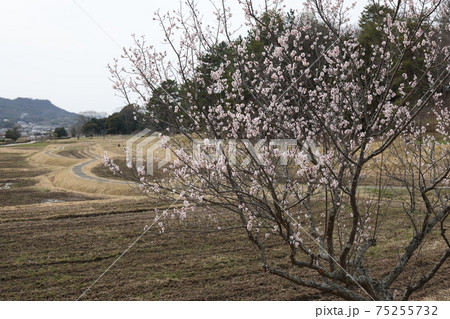 日本の岡山県総社市の吉備路の風景 75255732