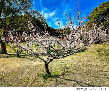 愛知県知多市の佐布里緑と花のふれあい公園の梅 愛知県知多市の佐布里緑と花のふれあい公園の梅 75256181
