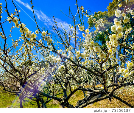 愛知県知多市の佐布里緑と花のふれあい公園の梅 偶然に虹が映り込みました 愛知県知多市の佐布里緑と花のふれあい公園の梅 偶然に虹が映り込みました 75256187