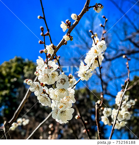 愛知県知多市の佐布里緑と花のふれあい公園の白梅 愛知県知多市の佐布里緑と花のふれあい公園の白梅 75256188