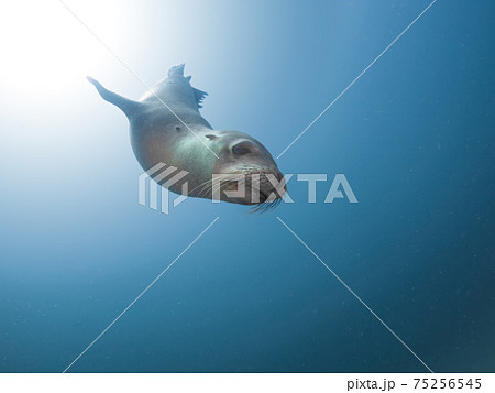 海に潜降するカリフォルニアアシカ (ラパス、メキシコ) 75256545