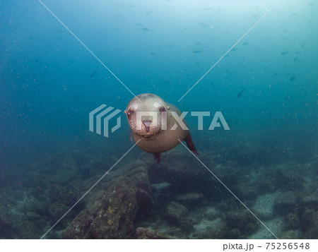 興味津々に見つめてくるカリフォルニアアシカ (ラパス、メキシコ) 興味津々に見つめてくるカリフォルニアアシカ (ラパス、メキシコ) 75256548