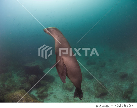 背中を見せるカリフォルニアアシカ (ラパス、メキシコ) 75256557