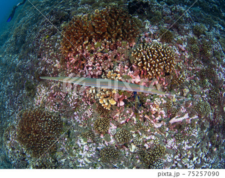 珊瑚礁を泳ぐアオヤガラの俯瞰 (ランギロア環礁、ツアモツ諸島、仏領ポリネシア) 珊瑚礁を泳ぐアオヤガラの俯瞰 (ランギロア環礁、ツアモツ諸島、仏領ポリネシア) 75257090