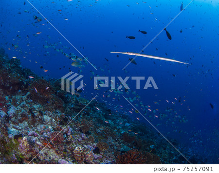 珊瑚礁を泳ぐアオヤガラとその他の魚の群れ (ランギロア環礁、ツアモツ諸島、仏領ポリネシア) 珊瑚礁を泳ぐアオヤガラとその他の魚の群れ (ランギロア環礁、ツアモツ諸島、仏領ポリネシア) 75257091