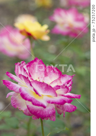 薔薇園にピンク色や黄色のバラの花が咲いています このバラの名前はトロピカルシャーベットです の写真素材