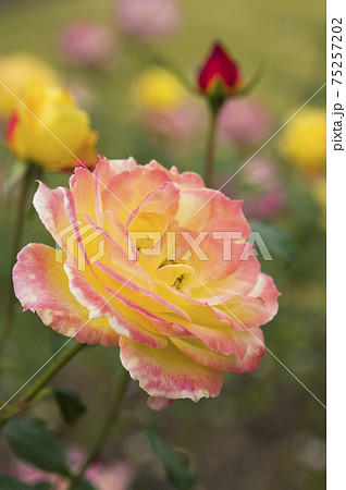薔薇園にピンク色や黄色のバラの花が咲いています このバラの名前はトロピカルシャーベットです の写真素材