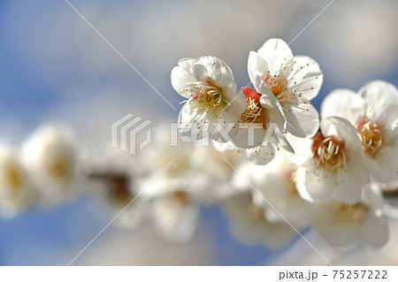 白梅 白梅 75257222