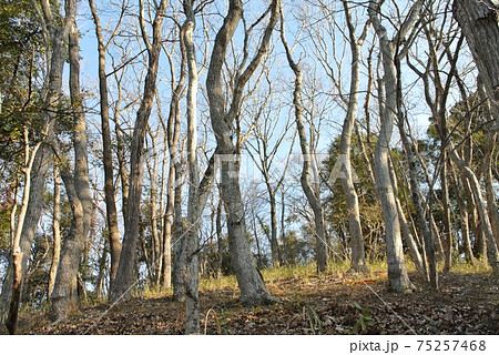 真冬の雑木林 75257468