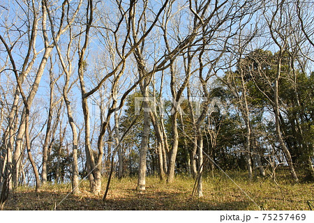 真冬の雑木林 真冬の雑木林 75257469
