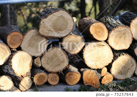 積まれた、玉切りされた木 積まれた、玉切りされた木 75257643