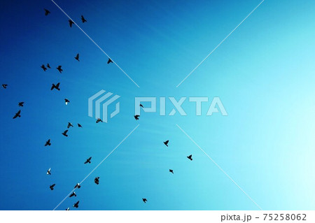 澄み切った青空に鳥の群れが飛ぶの写真素材 [75258062] - PIXTA