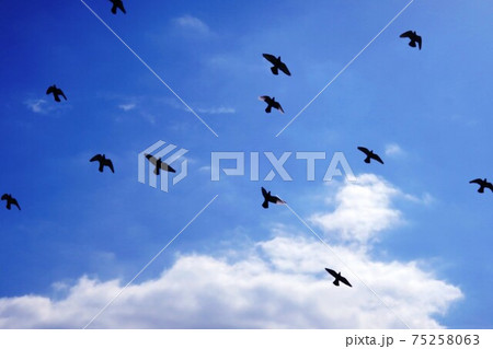 大空を飛んでいく鳥の群れの写真素材