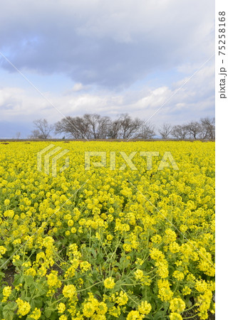 滋賀県守山市 第一なぎさ公園の菜の花の写真素材